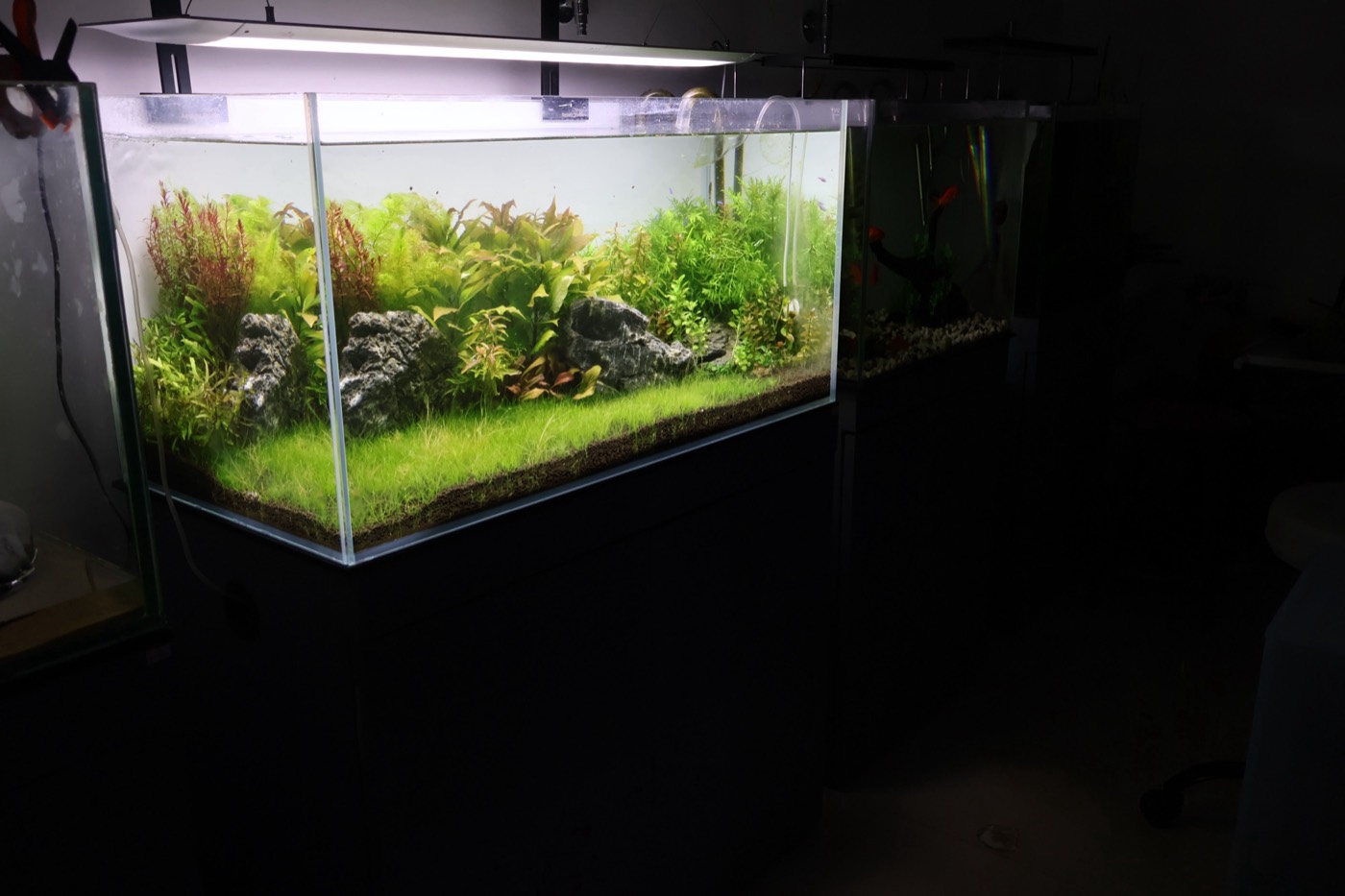 A planted aquarium by Serene Space
