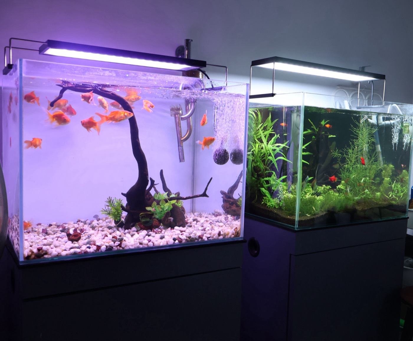Aquascape detail