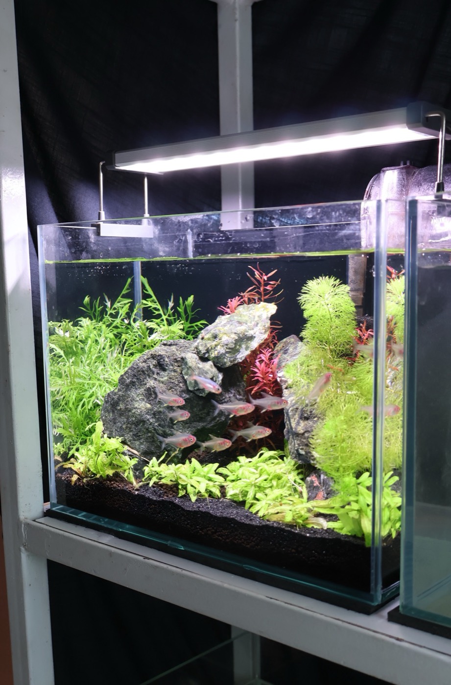 Aquarium by Serene Space