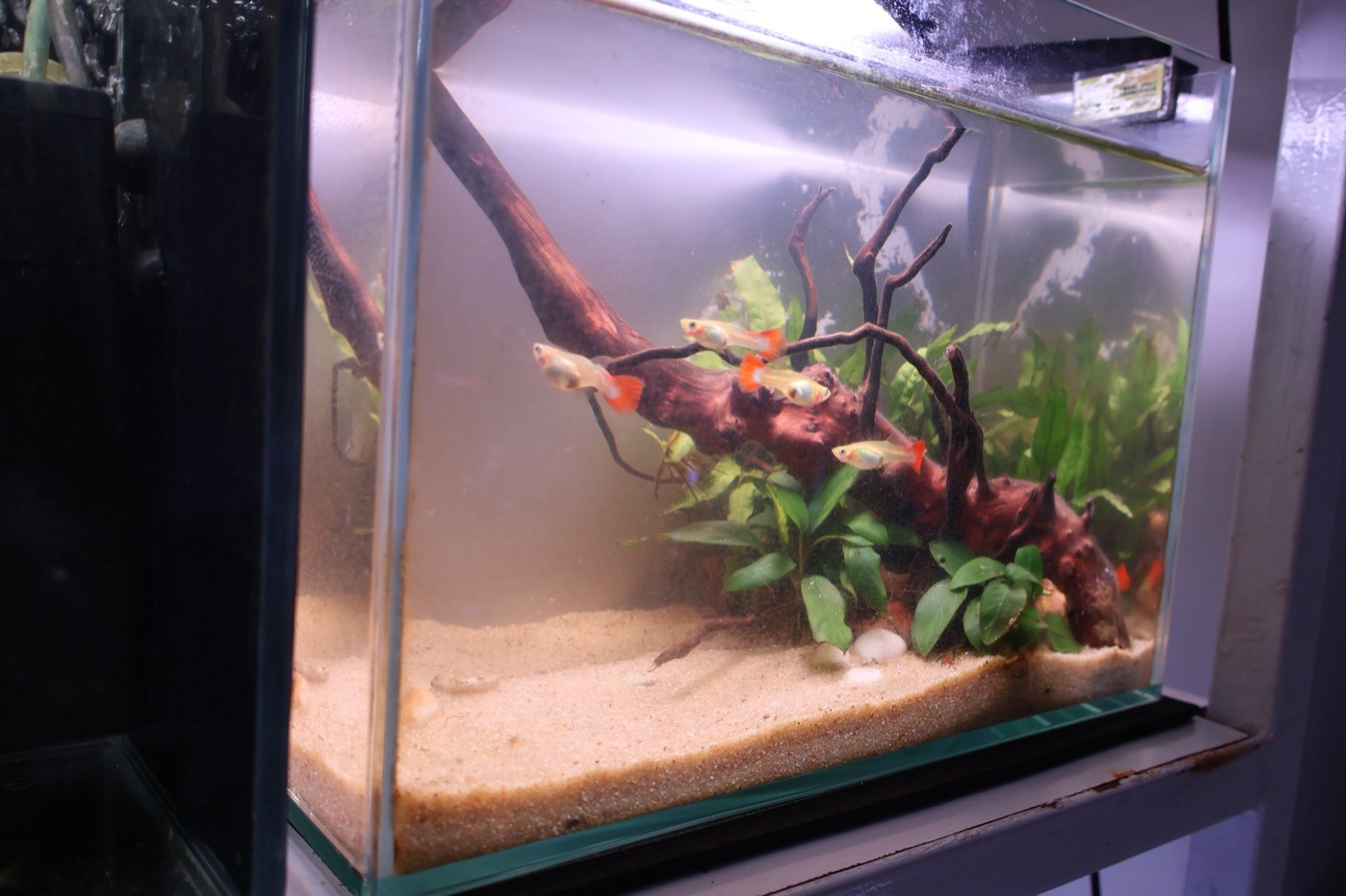 Aquarium by Serene Space