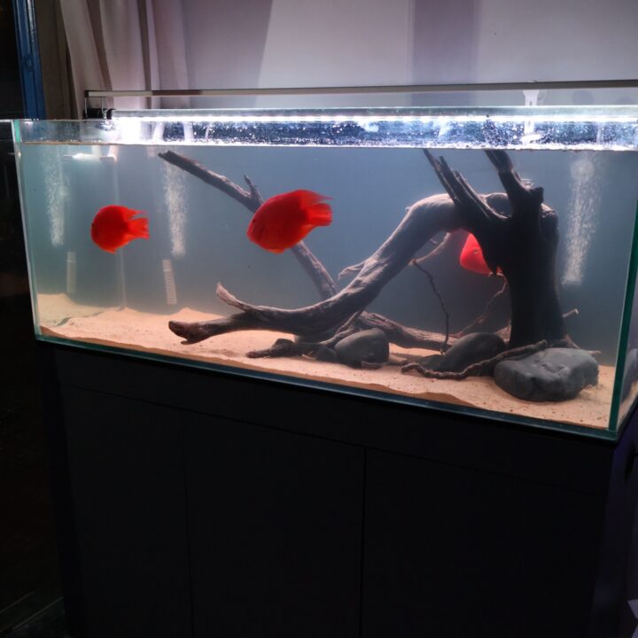 Ultimate Aquarium