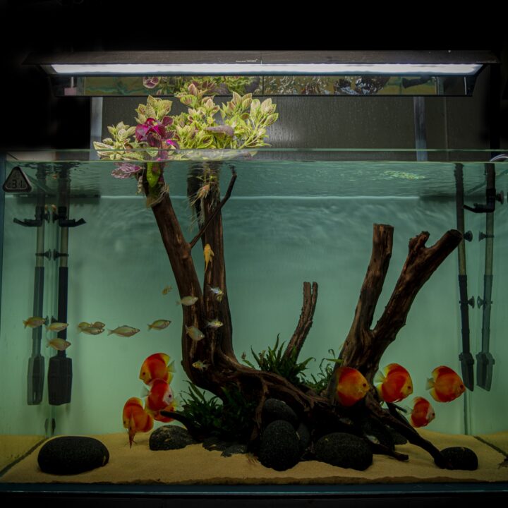 Prime Aquarium