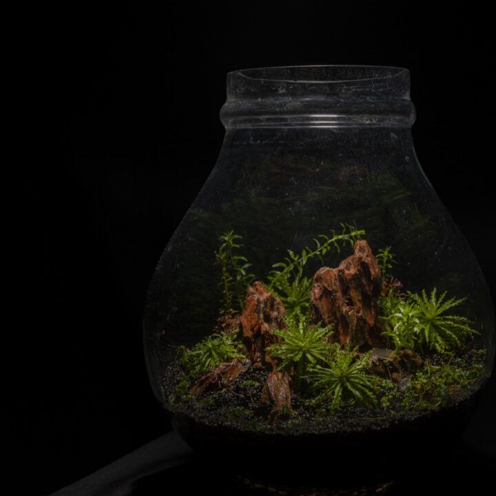Vivid Terrarium